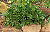 Vegetable, vegetables, Cress, upland, Upland Cress, upland-cress, barbarea, verna, barbarea verna.