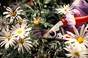 Tool, tools, garden tool, garden tools, secateurs, prune, prunes, pruning, daisy, daisies, deadhead, deadheads, deadheading, dead heading, dead-heading, perennial, perennials, white, white flower, white flowers, hand, hands, glove, gloves, gardening, gardening gloves.