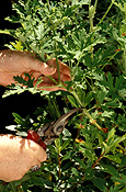 Gardener, gardeners, cutting, cuttings, herb, herbs, geranium, geraniums.
