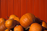 Vegetable, vegetables, pumpkin, pumpkins, chilliwack, british columbia, canada, Cucurbitaceae, Cucurbita, fence, fences.