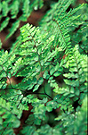 Australia, queensland, qld, numinbah, numinbah state forest, fern, ferns, rainforest, rainforests, forest, forests.
