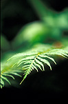 Australia, New South Wales, national park, national parks, border ranges, great dividing range, border ranges np, border ranges national park, fern, ferns, bracken, soft bracken, rainbow fern, rainbow ferns.