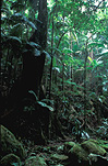 Australia, New South Wales, national park, national parks, nightcap, nightcap np, nightcap national park, moss, rainforest, rainforests, forest, forests.