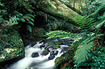 Australia, New South Wales, new england, great dividing range, new england np, new england national park, national park, national parks, moss, rainforest, rainforests, forest, forests, water, creek, creeks, stream, streams, fern, ferns.