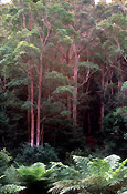 Australia, qld, queensland, lamington, great dividing range, lamington np, lamington national park, national park, national parks, rainforest, rainforests, forest, forests, fern, ferns, eucalypt, eucalypts, eucalyptus, eucalyptus tree, eucalyptus trees, gum tree, gum trees.