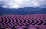 Australia, Farming, Farmland, farm, farms, herb, herbs, Agriculture, lavender, lavandula, lavandula augustifolia, lavender farm, lavender farms, lavender farming, lavender growers, lavender growing, lavender oil, lavender field, lavender fields, Tassie, flower industry, purple flower, purple flower, purple flowers, english lavender, labiatae, Tas, Tasmania, rural, rural scene, rural scenes, Daisy Jane,