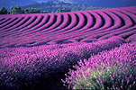 Australia, Farming, Farmland, farm, farms, herb, herbs, Agriculture, lavender, lavandula, lavandula augustifolia, lavender farm, lavender farms, lavender farming, lavender growers, lavender growing, lavender oil, lavender field, lavender fields, Tassie, flower industry, purple flower, purple flower, purple flowers, english lavender, labiatae, Tas, Tasmania, rural, rural scene, rural scenes, Daisy Jane,