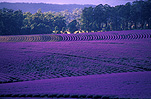 Australia, Farming, Farmland, farm, farms, herb, herbs, Agriculture, lavender, lavandula, lavandula augustifolia, lavender farm, lavender farms, lavender farming, lavender growers, lavender growing, lavender oil, lavender field, lavender fields, Tassie, flower industry, purple flower, purple flower, purple flowers, english lavender, labiatae, Tas, Tasmania, rural, rural scene, rural scenes, Daisy Jane,