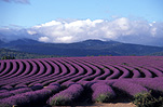 Australia, Farming, Farmland, farm, farms, herb, herbs, Agriculture, lavender, lavandula, lavandula augustifolia, lavender farm, lavender farms, lavender farming, lavender growers, lavender growing, lavender oil, lavender field, lavender fields, Tassie, flower industry, purple flower, purple flower, purple flowers, english lavender, labiatae, Tas, Tasmania, rural, rural scene, rural scenes, Daisy Jane,