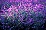 Australia, Farming, Farmland, farm, farms, herb, herbs, Agriculture, lavender, lavandula, lavandula augustifolia, lavender farm, lavender farms, lavender farming, lavender growers, lavender growing, lavender oil, lavender field, lavender fields, Tassie, flower industry, purple flower, purple flower, purple flowers, english lavender, labiatae, Tas, Tasmania, rural, rural scene, rural scenes, Daisy Jane,
