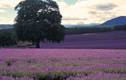 Australia, Farming, Farmland, farm, farms, herb, herbs, Agriculture, tree, trees, cloud, clouds, lavender, lavandula, lavandula augustifolia, lavender farm, lavender farms, lavender farming, lavender growers, lavender growing, lavender oil, lavender field, lavender fields, Tassie, flower industry, purple flower, purple flower, purple flowers, english lavender, labiatae, Tas, Tasmania, tree, trees, rural, rural scene, rural scenes, Daisy Jane,