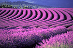 Australia, Farming, Farmland, farm, farms, herb, herbs, Agriculture, lavender, lavandula, lavandula augustifolia, lavender farm, lavender farms, lavender farming, lavender growers, lavender growing, lavender oil, lavender field, lavender fields, Tassie, flower industry, purple flower, purple flower, purple flowers, english lavender, labiatae, Tas, Tasmania, rural, rural scene, rural scenes, Daisy Jane,