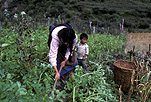 Asia, china, people, woman, women, female, females, child, children, rural, rural scene, rural scenes, agriculture, potato, potatoes.