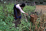 Asia, china, people, woman, women, female, females, agriculture, rural, rural scene, rural scenes, potato, potatoes.