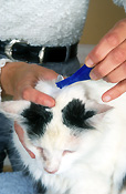 Animal, animals, felis, felis catus, feline, felines, mammal, mammals, placental mammal, placental mammals, cat, cats, carnivore, carnivores, carnivora, felidae, pet, pets, domestic, domestic animal, domestic animals, domestic cat, domestic cats, flea, fleas, Australia, Sport pictures, Sports, balloon images, hot air balloons