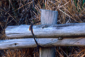 Fence, fences, wood, wooden, timber.