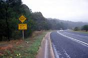 Transport, transportation, vehicle, vehicles, road, roads, sealed, sealed road, sealed roads, sign, signs, road sign, road signs, roadsign, roadsigns, wombat, wombats, australian mammal, australian mammals.