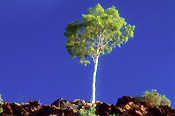 Australia, outback, australian outback, outback australia, tree, trees, gum, gum tree, gum trees, eucalyptus, eucalyptus tree, eucalyptus trees.