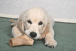 Animal, Animals, dog, dogs, mammal, mammals, placental mammal, placental mammals, carnivore, carnivores, pet, pets, puppy, puppies, young animal, young animals, baby animal, baby animals, cute animal, cute animals, domestic animal, domestic animals, domestic dog, domestic dogs, retriever, retrievers, golden retriever, golden retrievers, Australia, Sport pictures, Sports, balloon images, hot air balloons