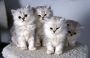 Animal, animals, felis, felis catus, feline, felines, litter, litters, mammal, mammals, placental mammal, placental mammals, cat, cats, carnivore, carnivores, carnivora, felidae, pet, pets, domestic, domestic cat, domestic cats, pet, pets, chinchilla, chinchillas, white, white cat, white cats, baby animal, baby animals, young animal, young animals, kitten, kittens, card plantAustralia, Sport pictures, Sports, balloon images, hot air balloons