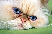 Animal, animals, felis, felis catus, feline, felines, mammal, mammals, placental mammal, placental mammals, cat, cats, carnivore, carnivores, carnivora, felidae, pet, pets, domestic, domestic cat, domestic cats, pet, pets, chinchilla, chinchillas, white, white cat, white cats, eye, eyes, Australia, Sport pictures, Sports, balloon images, hot air balloons