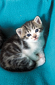 Animal, animals, cat, cats, domestic, domestic cat, domestic cats, pet, pets, baby animal, baby animals, young animal, young animals, kitten, kittens, Australia, Sport pictures, Sports, balloon images, hot air balloons