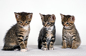 Animal, animals, felis, felis catus, feline, felines, mammal, mammals, litter, litters, placental mammal, placental mammals, cat, cats, carnivore, carnivores, carnivora, felidae, pet, pets, domestic animal, domestic animals, domestic cat, domestic cats, kitten, kittens, baby animal, baby animals, young animal, young animals, cute animal, cute animals, tabby, tabby cat, tabby cats, Australia, Sport pictures, Sports, balloon images, hot air balloons
