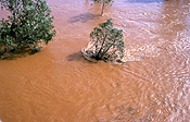 Climate, disaster, disasters, natural disaster, natural disasters, weather, flood, floods, flooding, flooded, river, rivers, water, adelaide river, tree, trees, NT, Northern Territory, Australia, tree, trees.