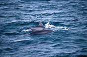 Australia, australian, Marinelife, Marine life, Aquatic, Aquatic life, Sea life, Sealife, Placental Mammal, Placental mammals, mammal, mammals, dolphin, dolphins, Bottlenose dolphin, Bottlenose dolphins, Tursiops, Tursiops truncatus, jervis bay, new South Wales, nsw, water.