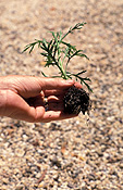 Gardener, gardeners, gardening, cutting, cuttings, root, roots, seedling, seedlings, hand, hands, soil.