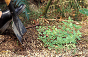 Herb, herbs, gardener, gardeners, gardening, dig, digs, digging, shovel, shovels, spade, spades, tool, tools, gardening tool, gardening tools.