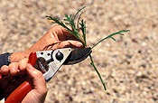 Gardener, gardeners, gardening, cutting, cuttings, prune, prunes, pruning, secateurs, tool, tools, gardening tool, gardening tools, seedling, seedlings, hand, hands, soil.