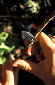 Gardener, gardeners, gardening, people, layer, layers, plant layering, propogate, propogates, propogating, propogation, hand, hands, knife, knives, blade, blades.