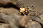 Australia, arachnid, arachnids, arachnidae, spider, spiders, jockey, jockey spider, jockey spiders, black widow, black widow spider, black widow spiders, redback, redbacks, redback spider, redback spiders, red-back, red-backs, red-back spiders, red-back spider, red back, red backs, red back spider, red back spiders, female, females, latrodectus, latrodectus hasselti, theridiidae, danger, dangerous, venom, venomous, deadly, poisonous, poison.