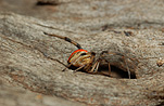 Australia, arachnid, arachnids, arachnidae, spider, spiders, jockey, jockey spider, jockey spiders, black widow, black widow spider, black widow spiders, redback, redbacks, redback spider, redback spiders, red-back, red-backs, red-back spiders, red-back spider, red back, red backs, red back spider, red back spiders, female, females, latrodectus, latrodectus hasselti, theridiidae, danger, dangerous, venom, venomous, deadly, poisonous, poison.