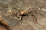 Australia, arachnid, arachnids, arachnidae, spider, spiders, jockey, jockey spider, jockey spiders, black widow, black widow spider, black widow spiders, redback, redbacks, redback spider, redback spiders, red-back, red-backs, red-back spiders, red-back spider, red back, red backs, red back spider, red back spiders, female, females, latrodectus, latrodectus hasselti, theridiidae, danger, dangerous, venom, venomous, deadly, poisonous, poison.