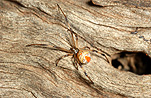 Australia, arachnid, arachnids, arachnidae, spider, spiders, jockey, jockey spider, jockey spiders, black widow, black widow spider, black widow spiders, redback, redbacks, redback spider, redback spiders, red-back, red-backs, red-back spiders, red-back spider, red back, red backs, red back spider, red back spiders, female, females, latrodectus, latrodectus hasselti, theridiidae, danger, dangerous, venom, venomous, deadly, poisonous, poison.