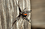 Australia, arachnid, arachnids, arachnidae, spider, spiders, jockey, jockey spider, jockey spiders, black widow, black widow spider, black widow spiders, redback, redbacks, redback spider, redback spiders, red-back, red-backs, red-back spiders, red-back spider, red back, red backs, red back spider, red back spiders, female, females, latrodectus, latrodectus hasselti, theridiidae, danger, dangerous, venom, venomous, deadly, poisonous, poison.