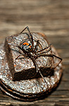 Australia, arachnid, arachnids, arachnidae, spider, spiders, jockey, jockey spider, jockey spiders, black widow, black widow spider, black widow spiders, redback, redbacks, redback spider, redback spiders, red-back, red-backs, red-back spiders, red-back spider, red back, red backs, red back spider, red back spiders, female, females, latrodectus, latrodectus hasselti, theridiidae, danger, dangerous, venom, venomous, deadly, poisonous, poison, bolt, bolts.