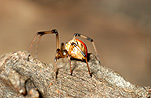 Australia, arachnid, arachnids, arachnidae, spider, spiders, jockey, jockey spider, jockey spiders, black widow, black widow spider, black widow spiders, redback, redbacks, redback spider, redback spiders, red-back, red-backs, red-back spiders, red-back spider, red back, red backs, red back spider, red back spiders, female, females, latrodectus, latrodectus hasselti, theridiidae, danger, dangerous, venom, venomous, deadly, poisonous, poison.