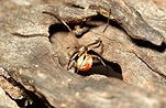 Australia, arachnid, arachnids, arachnidae, spider, spiders, jockey, jockey spider, jockey spiders, black widow, black widow spider, black widow spiders, redback, redbacks, redback spider, redback spiders, red-back, red-backs, red-back spiders, red-back spider, red back, red backs, red back spider, red back spiders, female, females, latrodectus, latrodectus hasselti, theridiidae, danger, dangerous, venom, venomous, deadly, poisonous, poison.