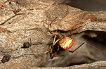 Australia, arachnid, arachnids, arachnidae, spider, spiders, jockey, jockey spider, jockey spiders, black widow, black widow spider, black widow spiders, redback, redbacks, redback spider, redback spiders, red-back, red-backs, red-back spiders, red-back spider, red back, red backs, red back spider, red back spiders, female, females, latrodectus, latrodectus hasselti, theridiidae, danger, dangerous, venom, venomous, deadly, poisonous, poison.