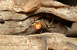 Australia, arachnid, arachnids, arachnidae, spider, spiders, jockey, jockey spider, jockey spiders, black widow, black widow spider, black widow spiders, redback, redbacks, redback spider, redback spiders, red-back, red-backs, red-back spiders, red-back spider, red back, red backs, red back spider, red back spiders, female, females, latrodectus, latrodectus hasselti, theridiidae, danger, dangerous, venom, venomous, deadly, poisonous, poison.