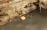 Australia, arachnid, arachnids, arachnidae, spider, spiders, jockey, jockey spider, jockey spiders, black widow, black widow spider, black widow spiders, redback, redbacks, redback spider, redback spiders, red-back, red-backs, red-back spiders, red-back spider, red back, red backs, red back spider, red back spiders, female, females, latrodectus, latrodectus hasselti, theridiidae, danger, dangerous, venom, venomous, deadly, poisonous, poison.