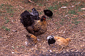 Animal, animals, bird, birds, chicken, chickens, hen, hens, poultry, free-range chicken, free-range chickens, free-range, agriculture, farm, farms, poultry farm, poultry farms, organic, domestic chicken, domestic chickens.