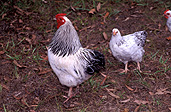 Animal, animals, bird, birds, chicken, chickens, hen, hens, hen, hens, hen, hens, poultry, free-range chicken, free-range chickens, free-range, agriculture, poultry farm, poultry farms, rooster, roosters.