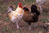 Animal, animals, bird, birds, chicken, chickens, hen, hens, hen, hens, hen, hens, poultry, free-range chicken, free-range chickens, free-range, agriculture, poultry farm, poultry farms, rooster, roosters.