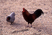 Animal, animals, bird, birds, chicken, chickens, hen, hens, hen, hens, hen, hens, poultry, free-range chicken, free-range chickens, free-range, poultry farm, poultry farms, organic, rooster, roosters.
