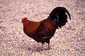 Animal, animals, bird, birds, chicken, chickens, hen, hens, hen, hens, poultry, free-range chicken, free-range chickens, free-range, agriculture, farm, farms, poultry farm, poultry farms, organic, rooster, roosters.