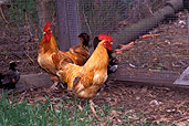 Animal, animals, bird, birds, chicken, chickens, hen, hens, poultry, free-range chicken, free-range chickens, free-range, agriculture, poultry farm, poultry farms, rooster, roosters.